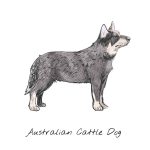 Dog Breeds and Lifespan: How Long Will My Dog Live? 3 Longest Lived Dog in the world