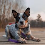 The oldest recorded dog breed was an Australian Cattle Dog