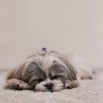     Top 10 low maintenance dog breeds