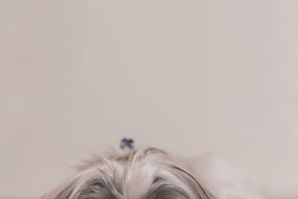     Top 10 low maintenance dog breeds