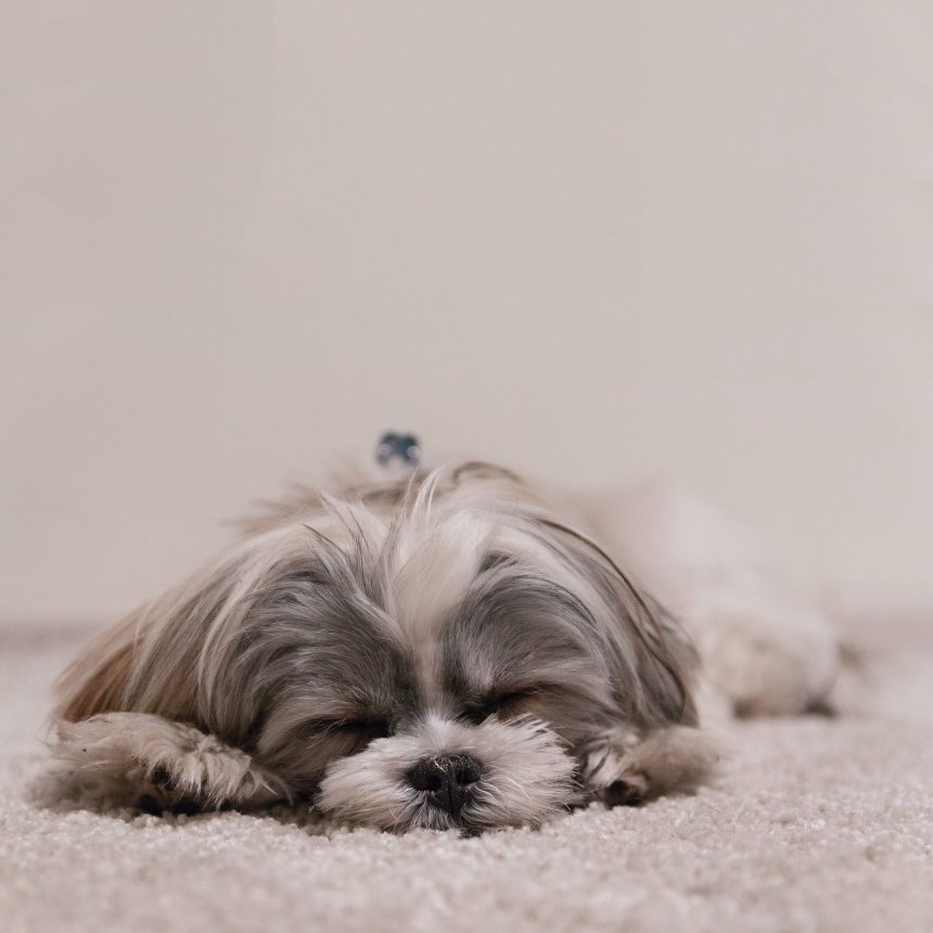     Top 10 low maintenance dog breeds