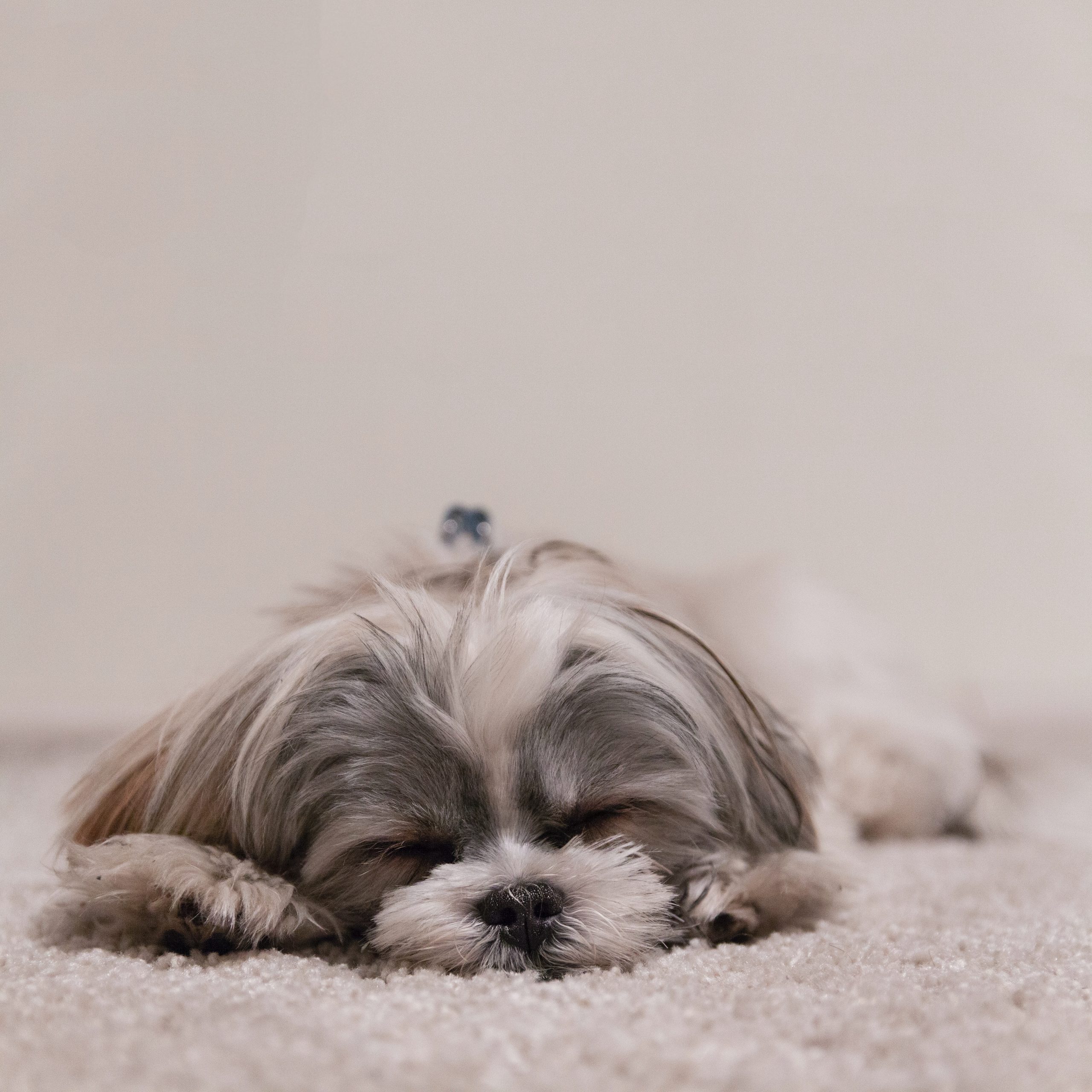 Top 10 low maintenance dog breeds 1 Top 10 low maintenance dog breeds