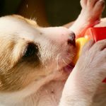 Can dogs drink milk or are they lactose intolerant?