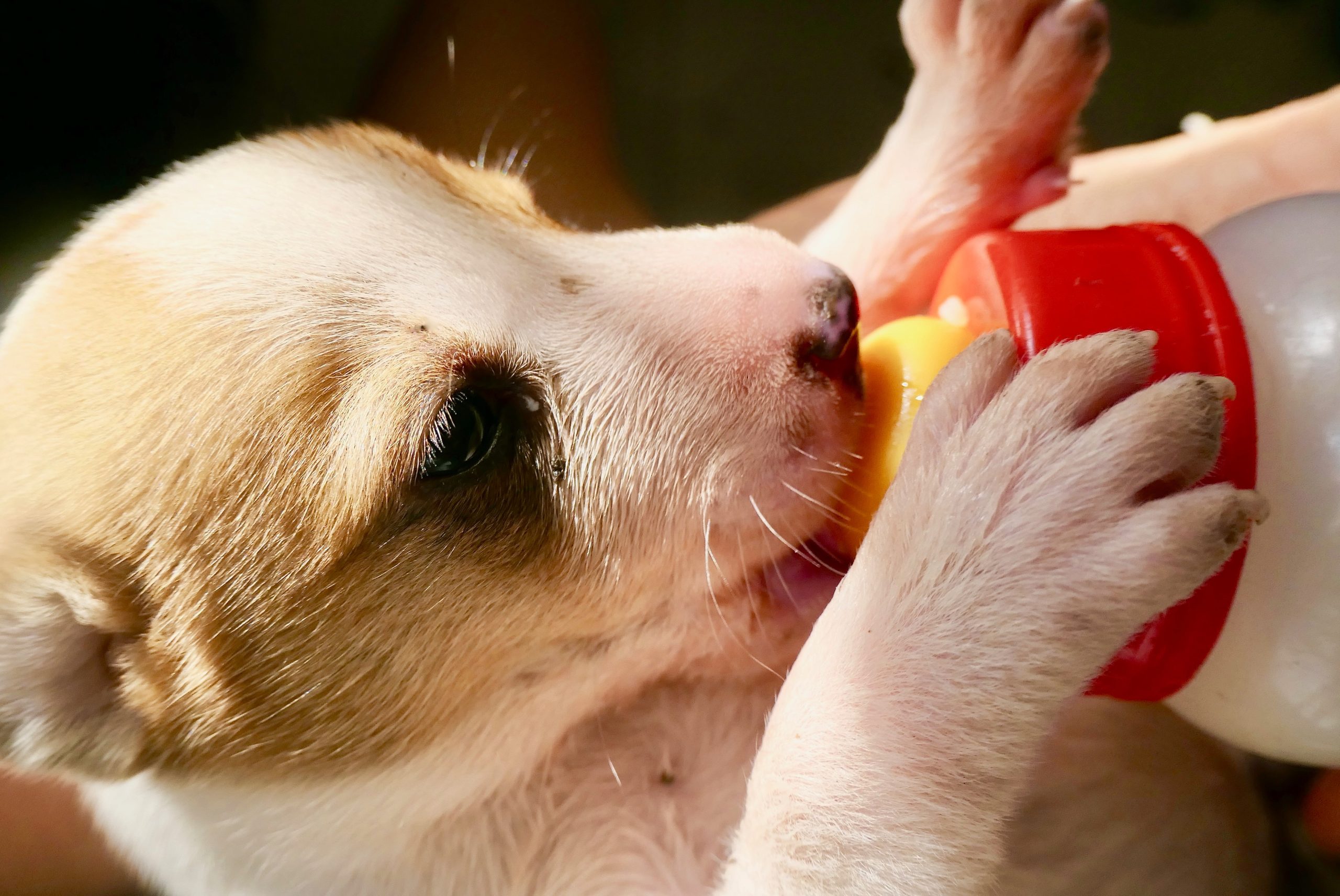 <strong>Can dogs drink milk or are they lactose intolerant?</strong>