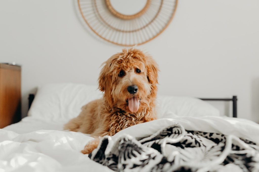 Is Your Mini Goldendoodle BIG? What’s Going On?