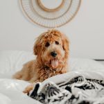 Is Your Mini Goldendoodle BIG? What’s Going On?