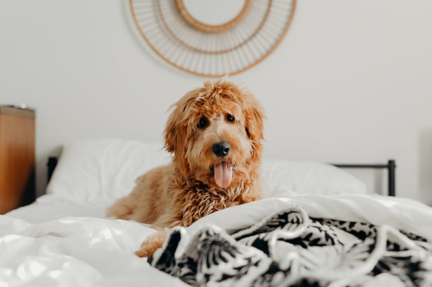 Is Your Mini Goldendoodle BIG? What’s Going On?