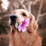 How to Clean and Remove Dog Tear Stains?