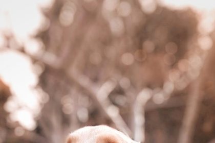 How to Clean and Remove Dog Tear Stains?