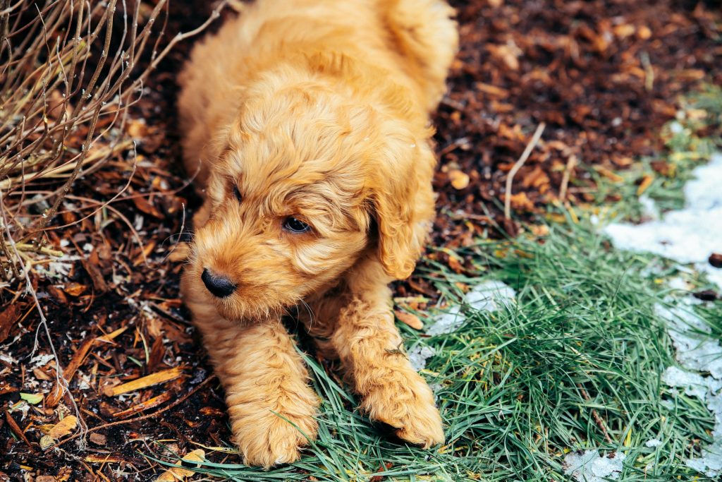 What Health Problems do Mini Goldendoodles Have?