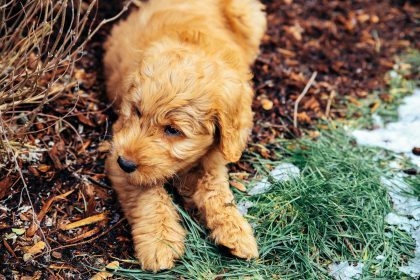 <strong>What Health Problems do Mini Goldendoodles Have?</strong>