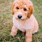 Whoodle vs Goldendoodle