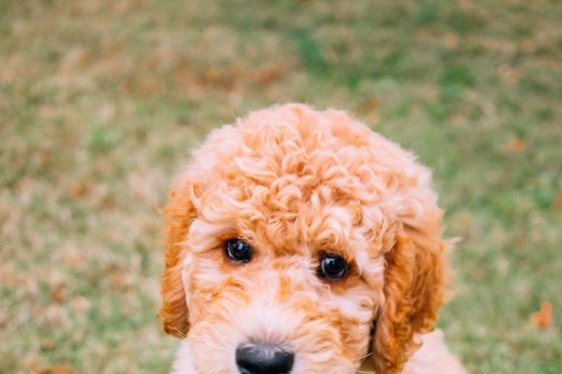 Whoodle vs Goldendoodle