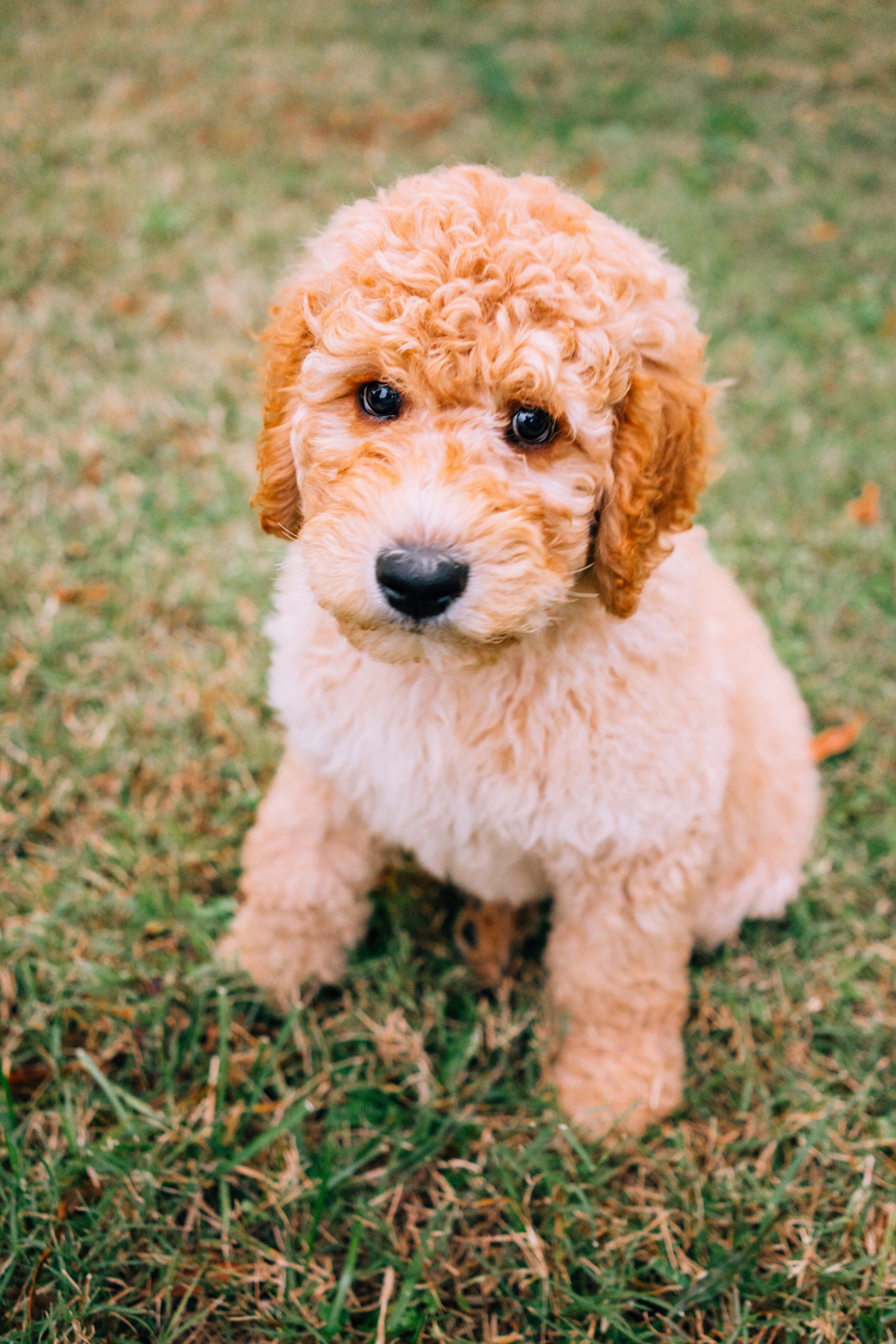 How Big Do Mini Goldendoodles Get When Fully Grown? PetWah