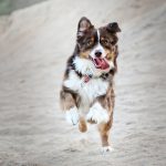 Top 10 most intelligent dog breeds