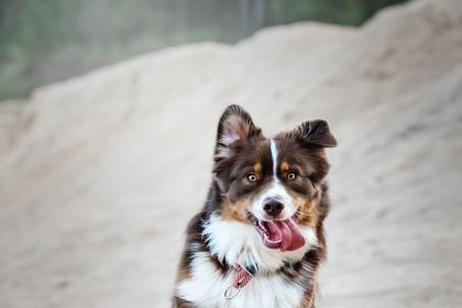 Top 10 most intelligent dog breeds