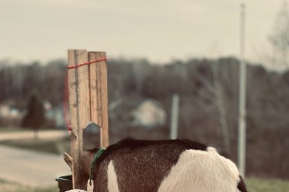 Goat’s Milk for Dogs: Benefits and Uses