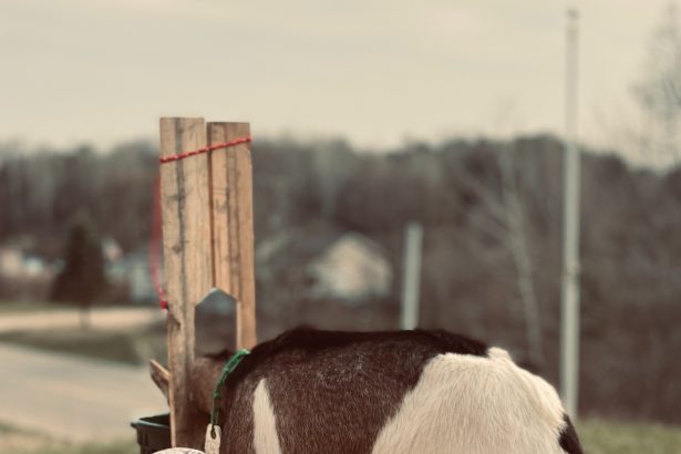 Goat’s Milk for Dogs: Benefits and Uses