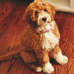 Why Do Goldendoodles Get Eye Boogers?