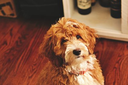 Why Do Goldendoodles Get Eye Boogers?