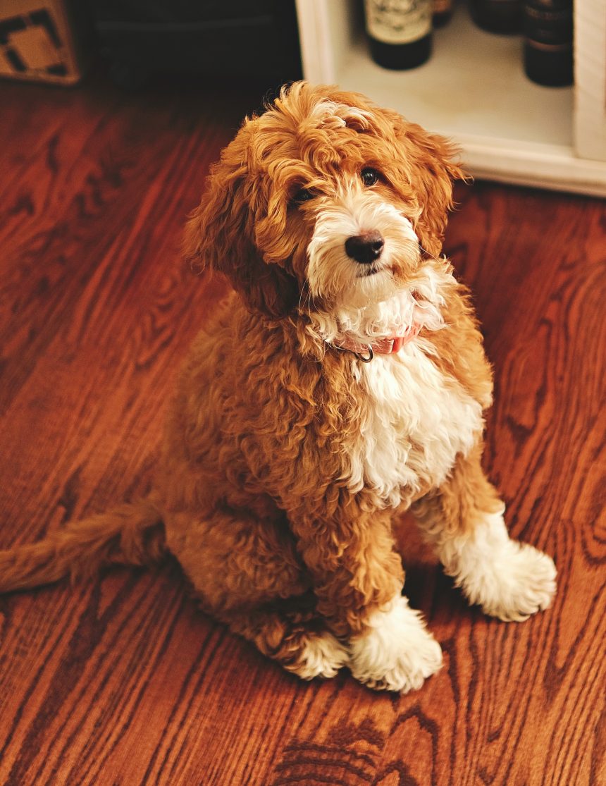 Why Do Goldendoodles Get Eye Boogers?