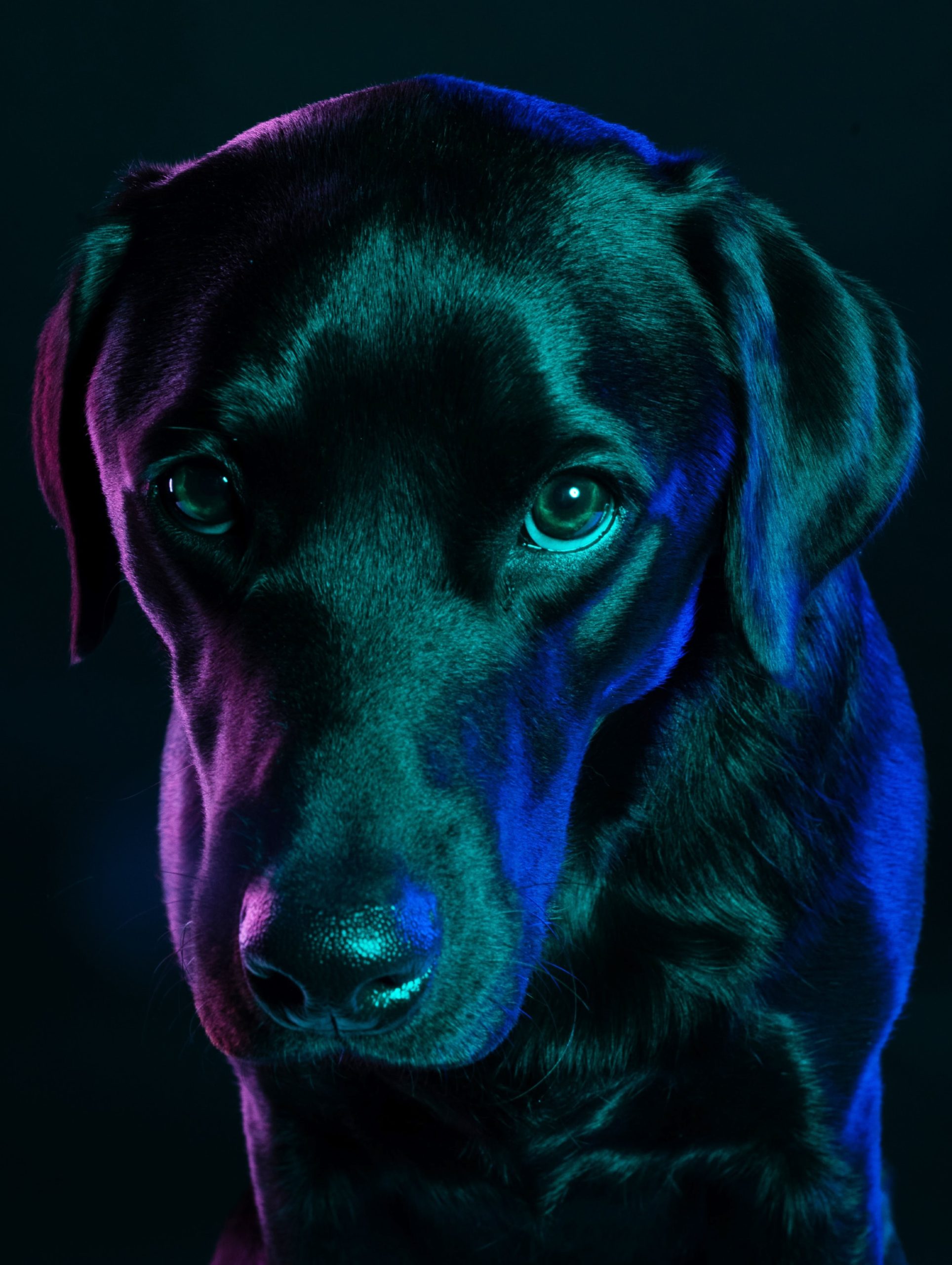 The top 10 most friendly dog breeds 2 The top 10 most friendly dog breeds