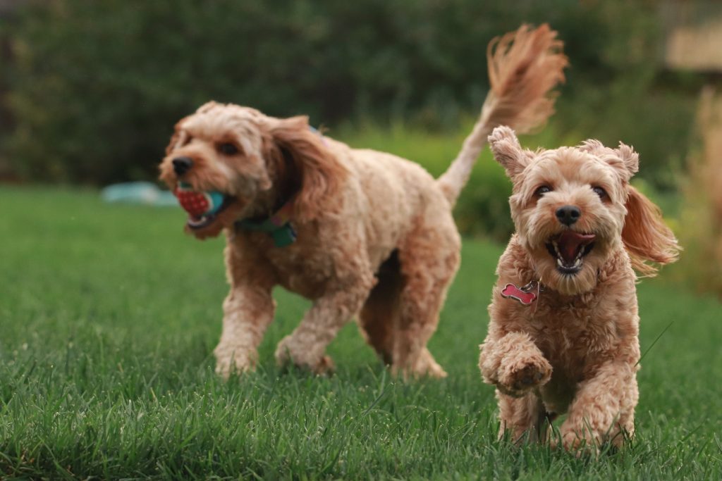 <strong>Goldendoodle Pros and Cons: What It’s Like to live life with it</strong>