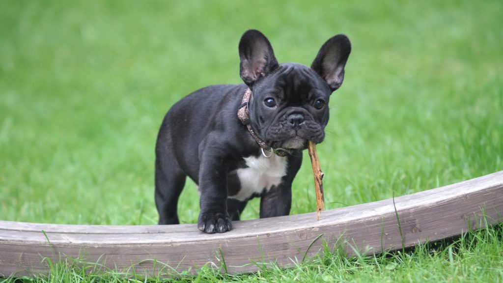 Uncovering the History Behind the Lovable French Bulldog Breed