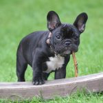 Uncovering the History Behind the Lovable French Bulldog Breed