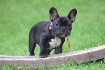 Uncovering the History Behind the Lovable French Bulldog Breed