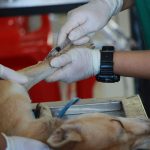 Mango Worms in Dogs: Causes, Symptoms, and Treatment